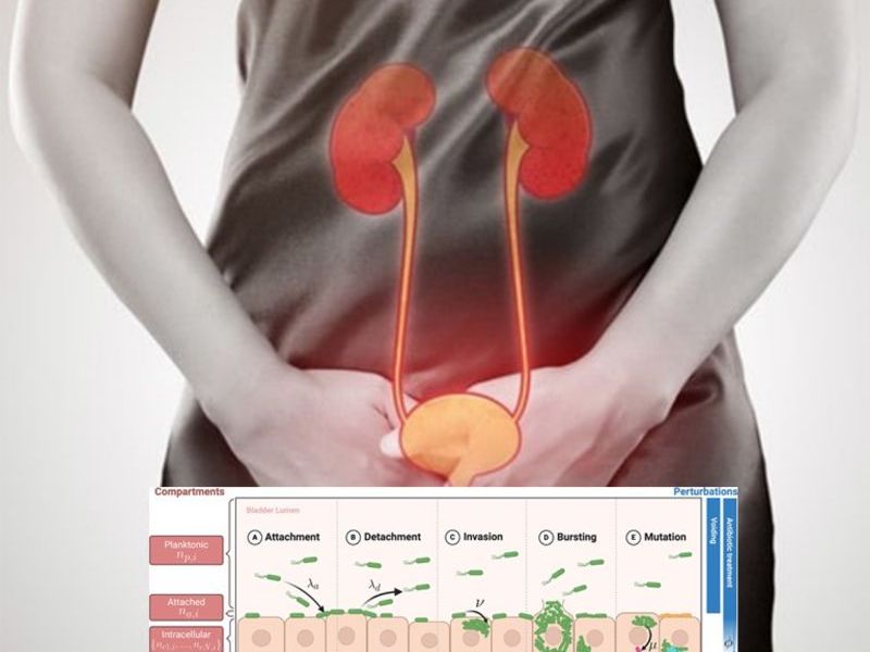🌍 Our contribution to the field of urinary tract infections -New&nbsp;Publication!