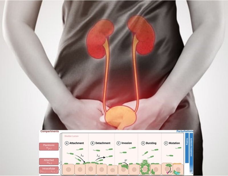 🌍 Our contribution to the field of urinary tract infections -New&nbsp;Publication!
